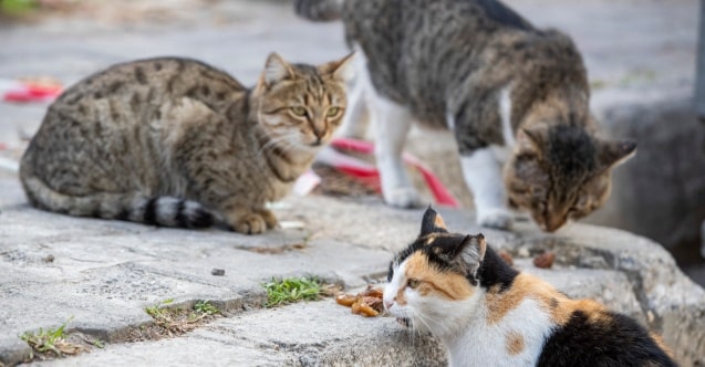 ÖNDER: “TUNÇ BAŞKANIMIZA TEŞEKKÜR EDİYORUZ, KEDİ VE KÖPEKLERİMİZ AÇ DEĞİL..” ÖNDER: “TUNÇ BAŞKANIMIZA TEŞEKKÜR EDİYORUZ, KEDİ VE KÖPEKLERİMİZ AÇ DEĞİL..”