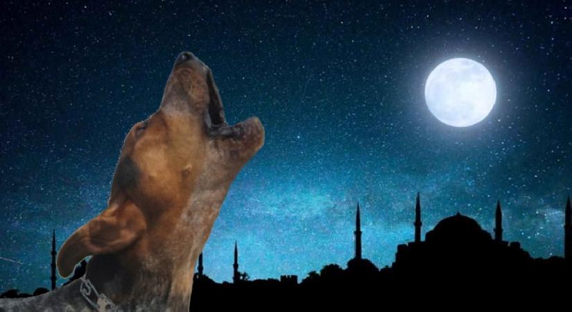 KÖPEKLER EZAN SESİNİ DUYUNCA NEDEN ULUMAYA BAŞLAR?, İŞTE SEBEBİ… KÖPEKLER EZAN SESİNİ DUYUNCA NEDEN ULUMAYA BAŞLAR?, İŞTE SEBEBİ…