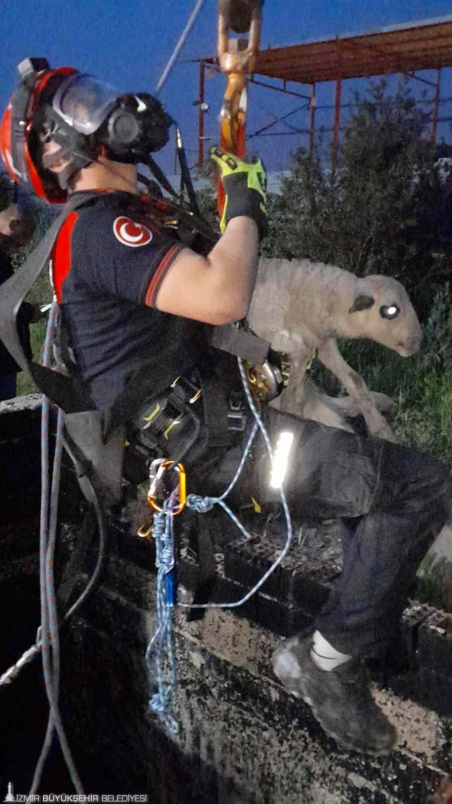 KUYU’YA DÜŞEN KUZU’YA İZMİR İTFAİYESİNDEN NEFES KESEN KURTARMA… KUYU’YA DÜŞEN KUZU’YA İZMİR İTFAİYESİNDEN NEFES KESEN KURTARMA…