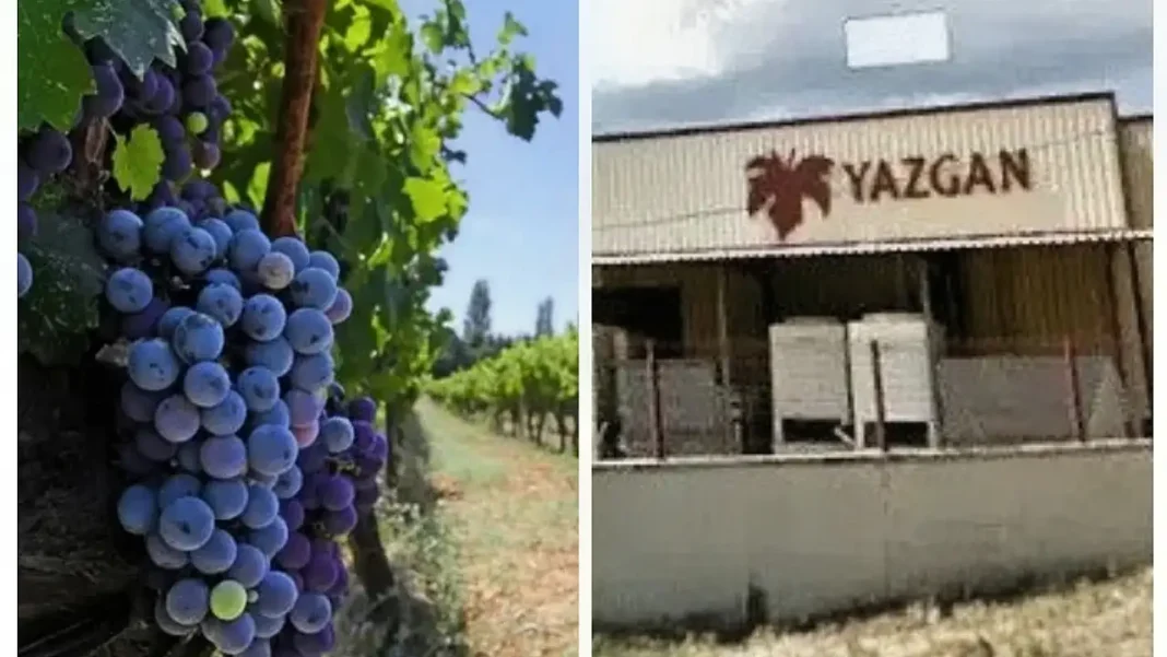 KÖKLÜ ŞARAP FİRMASININ BAĞLARI İCRADAN SATIŞTA… KÖKLÜ ŞARAP FİRMASININ BAĞLARI İCRADAN SATIŞTA…
