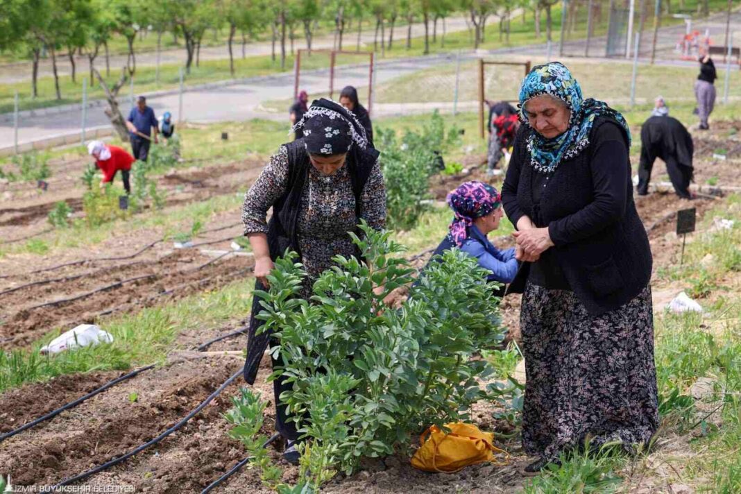 Toprakta Hayat, Sofrada Bereket: Mahalle Bostanları’nda Yaz Hasadı… Toprakta Hayat, Sofrada Bereket: Mahalle Bostanları’nda Yaz Hasadı…
